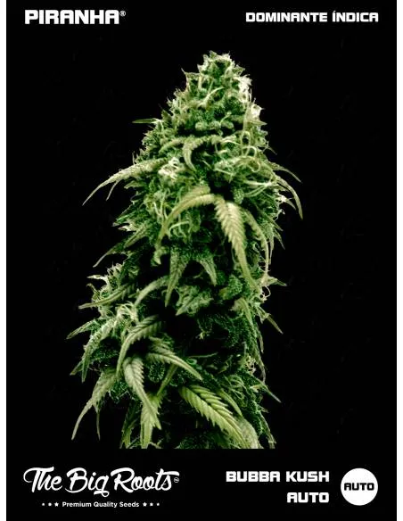 The Big Roots Bubba Kush...