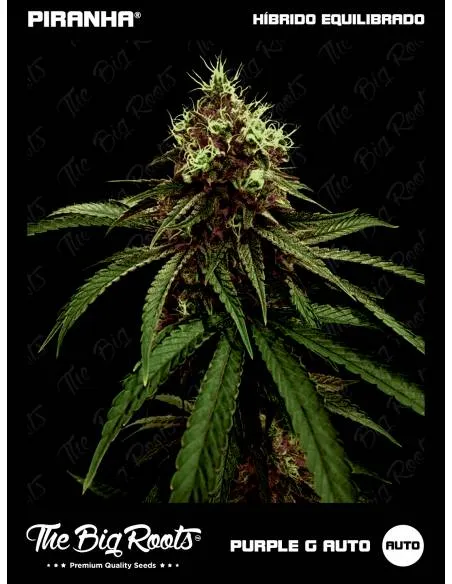 The Big Roots Purple G Auto...