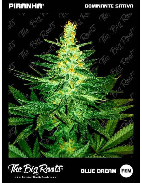 The Big Roots Blue Dream...