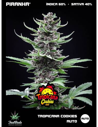 Tropicana Cookies Auto (3+1u)