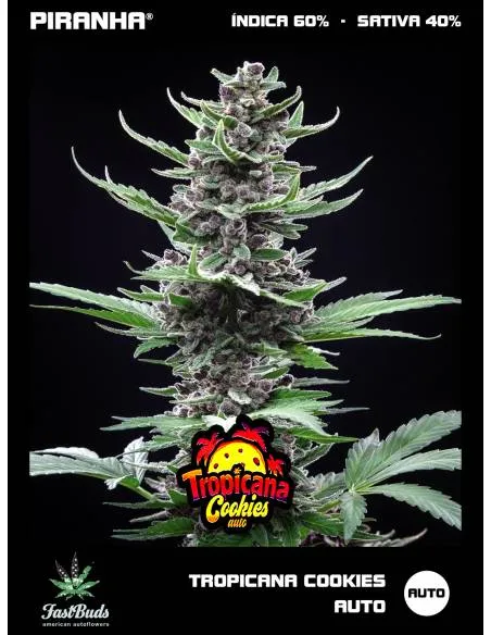 Tropicana Cookies Auto (3+1u)