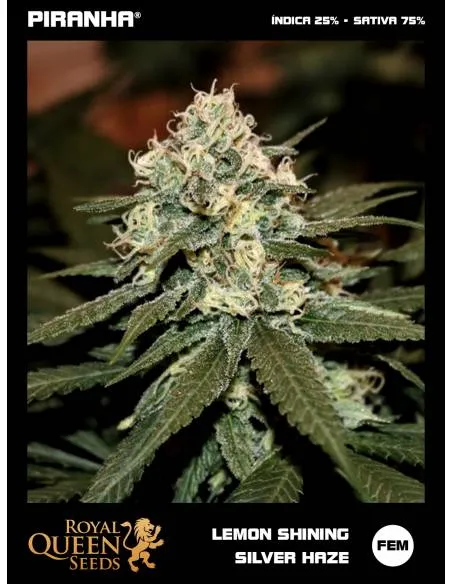 Lemon Shining Silver Haze...