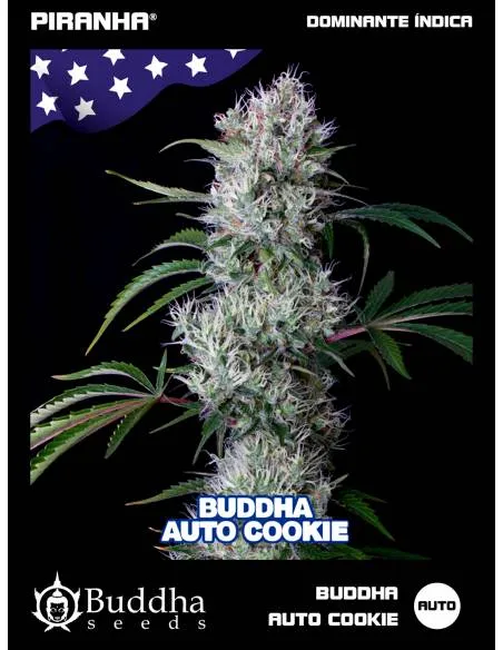 Buddha Auto Cookie USA (3+1u)
