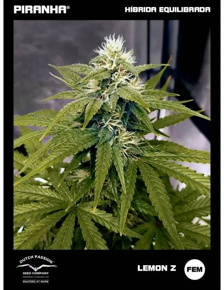 Lemon Z (3+1u)
