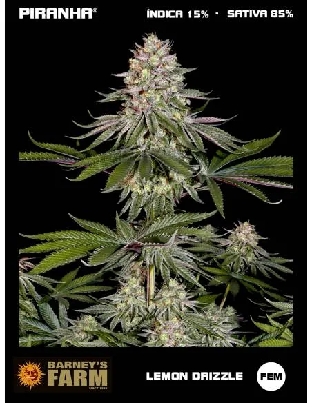 Lemon Drizzle (3u)