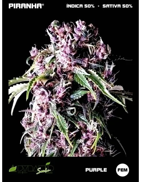 Purple (5+2u)