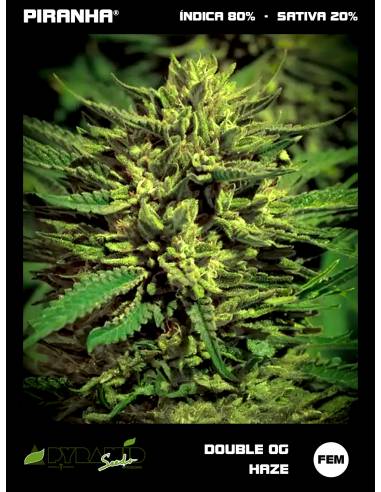 Double OG Haze (3+1u/5+2u)