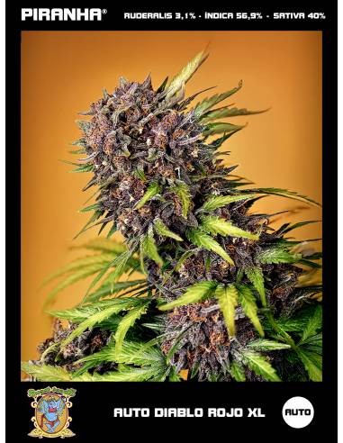 Diablo Rojo Auto XL (3+1u)