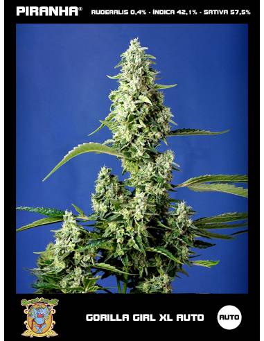 Gorilla Girl XL Auto (3+1u/5+2u)