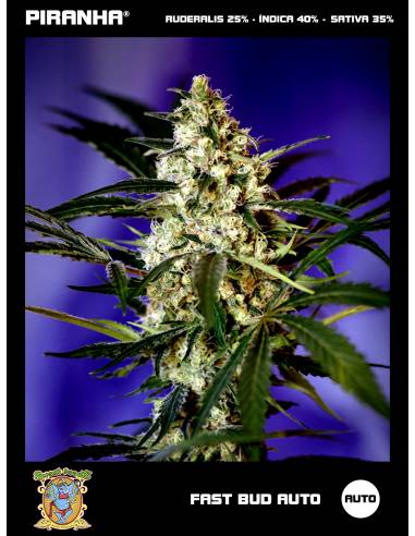 Fast Bud Auto (3+1u)