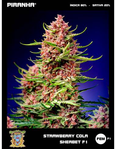 Strawberry Cola Sherbet F1 (3+1u)