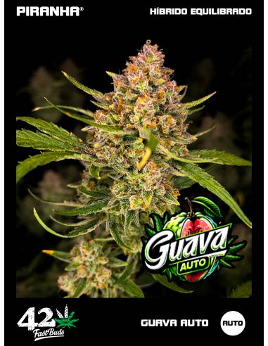 Guava Auto (3+1u)