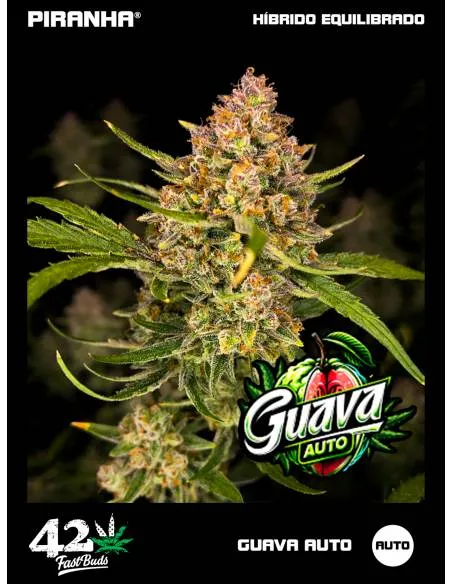 Guava Auto (3+1u)