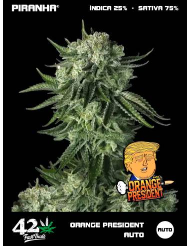 Orange President Auto (3+2u)