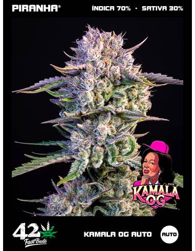 Kamala OG Auto  (3+1u)