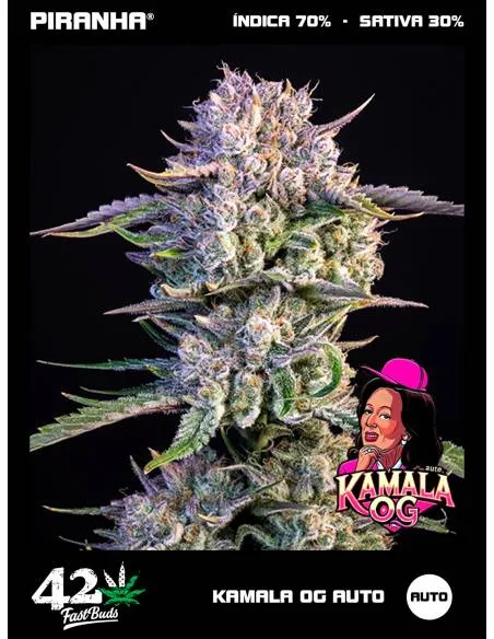 Kamala OG Auto  (3+1u)