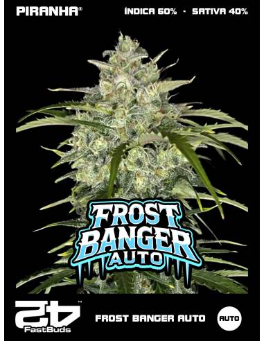 Frost Banger Auto (3+2u)