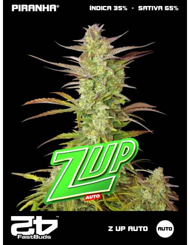 Z Up Auto (3+1u)