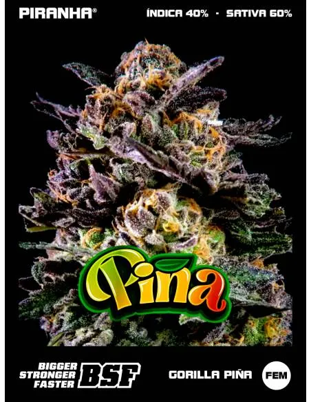 Gorilla Piña (2u/4u/7u/12u)