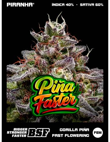 Gorilla Piña Fast Flowering...