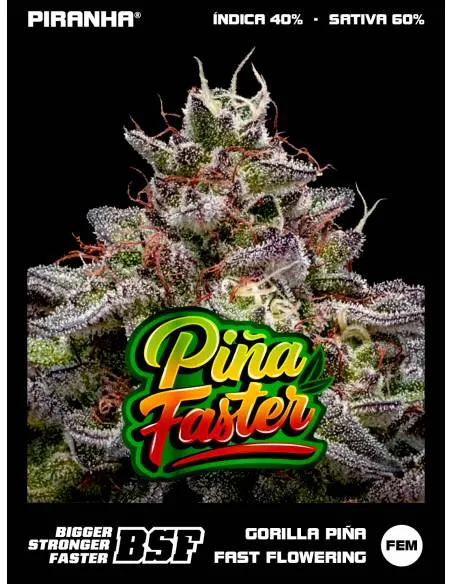Gorilla Piña Fast Flowering...