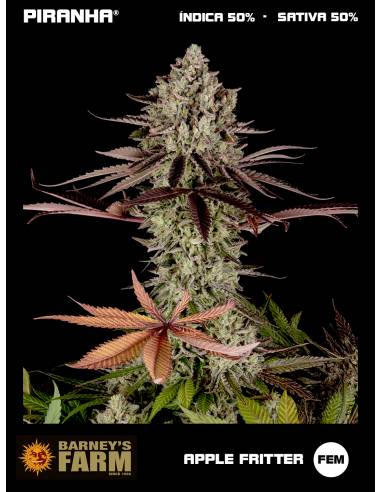 Apple Fritter (3u)