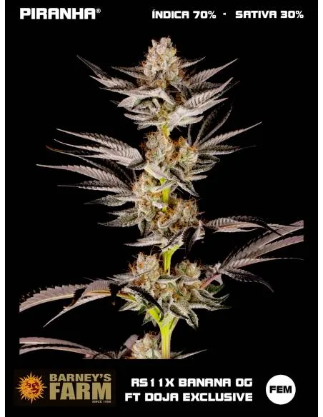 RS11 x Banana OG feat. DOJA...