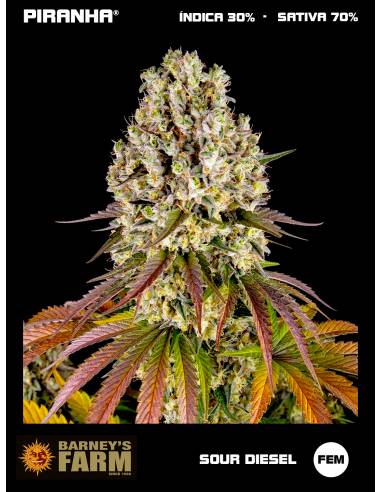 Sour Diesel (3u)