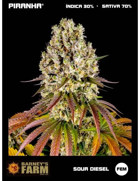 Sour Diesel (3u)