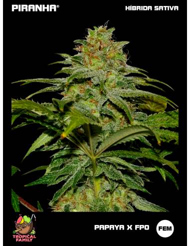 Papaya x FPO (3+1u/25u)