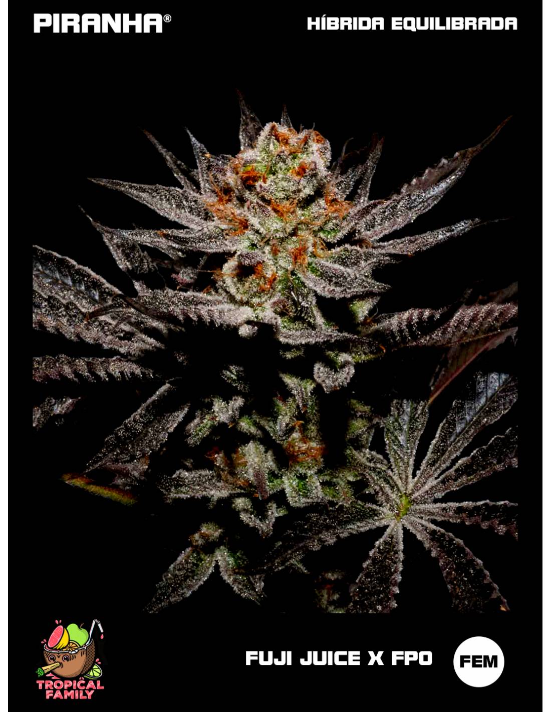 Fuji Juice x Fruity Pebbles OG - Secret File Seeds | PIRANHA