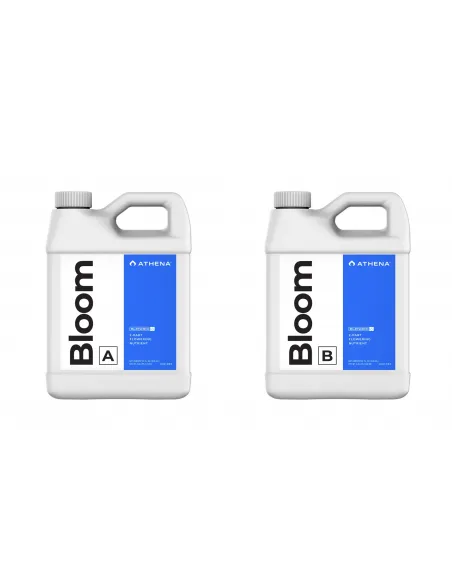 Bloom Athena A+B...
