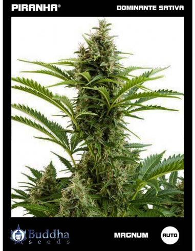 Buddha Magnum Auto (50u)
