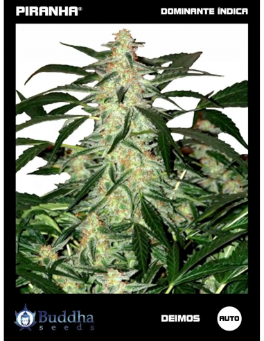 Buddha Deimos Auto (50u)