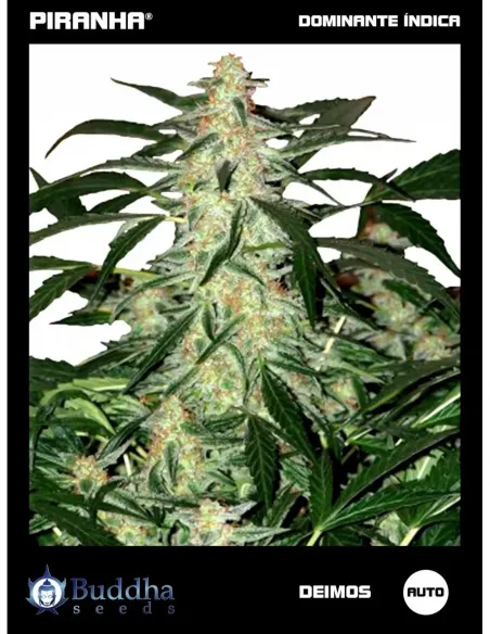 Buddha Deimos Auto (50u)