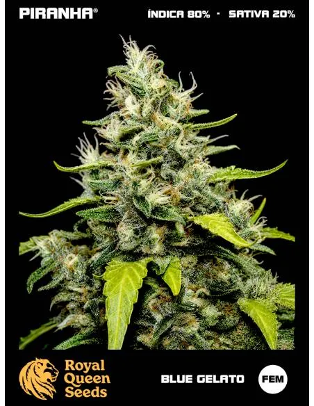 Blue Gelato (1u/3u)