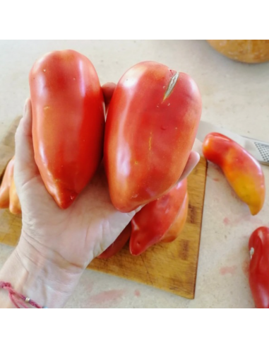 Tomate Cuerno De Los Andes