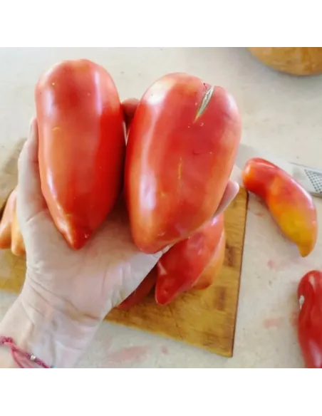 Tomate Cuerno De Los Andes