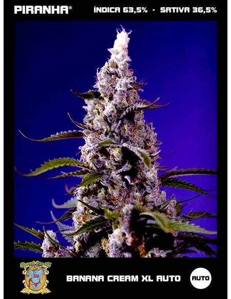 Banana Cream XL Auto...