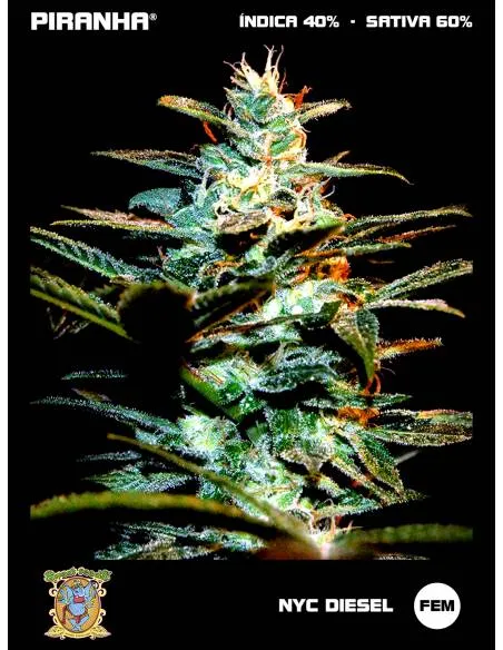 NYC Diesel (3+1u)