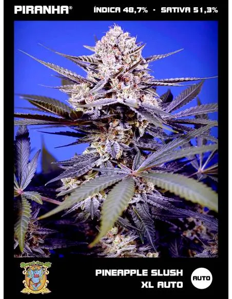 Pineapple Slush XL Auto (3+1u)