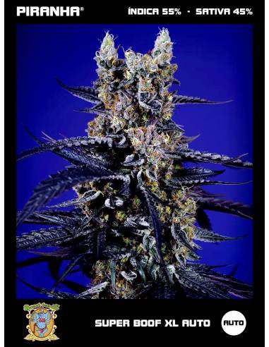 Super Boof XL Auto (3+1u)