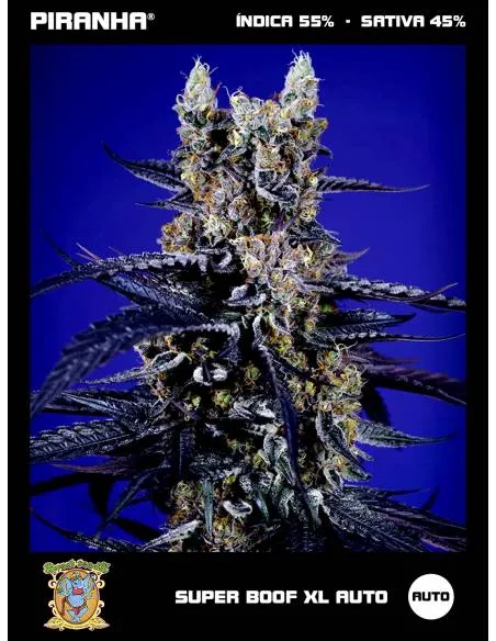 Super Boof XL Auto (3+1u)
