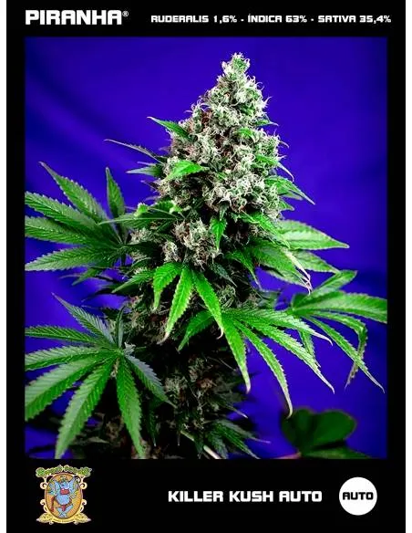 Killer Kush Auto (3+1u)