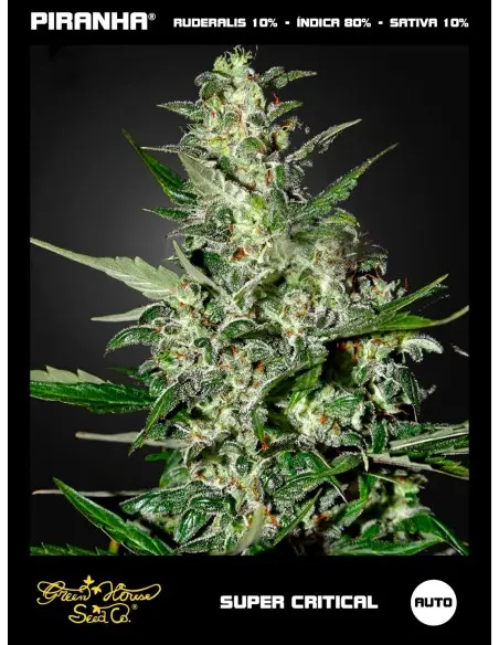 Super Critical Auto (3u)