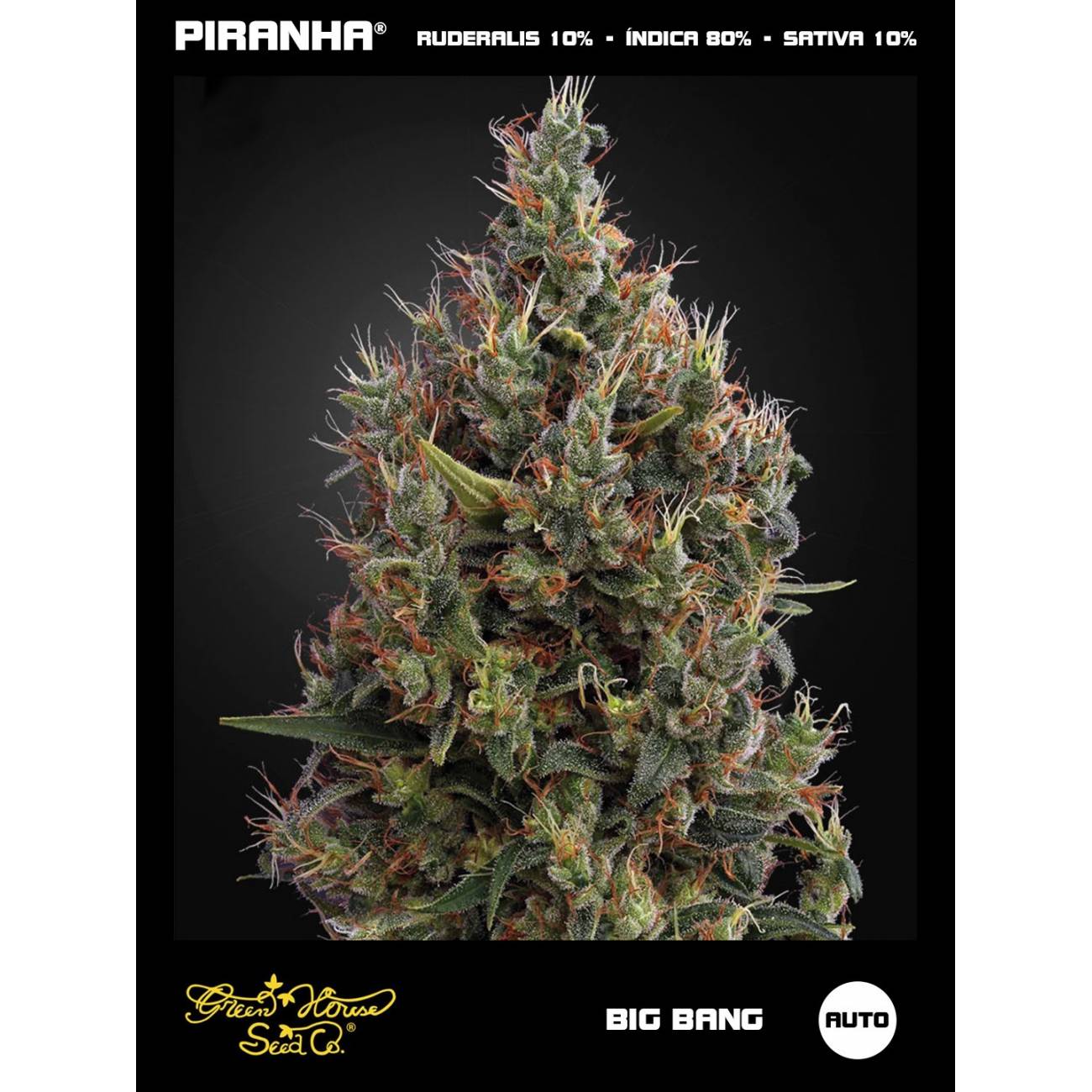 Big Bang Auto (3u)