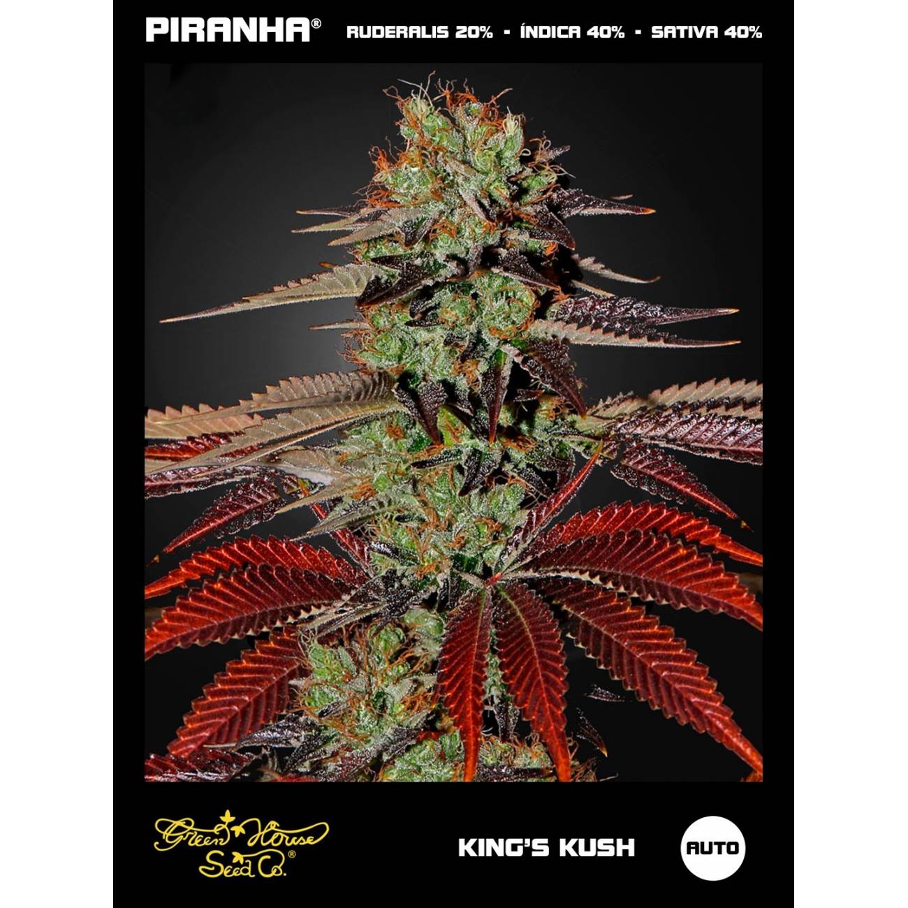King's Kush Auto (3u)