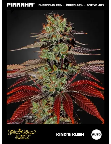 King's Kush Auto (3u)