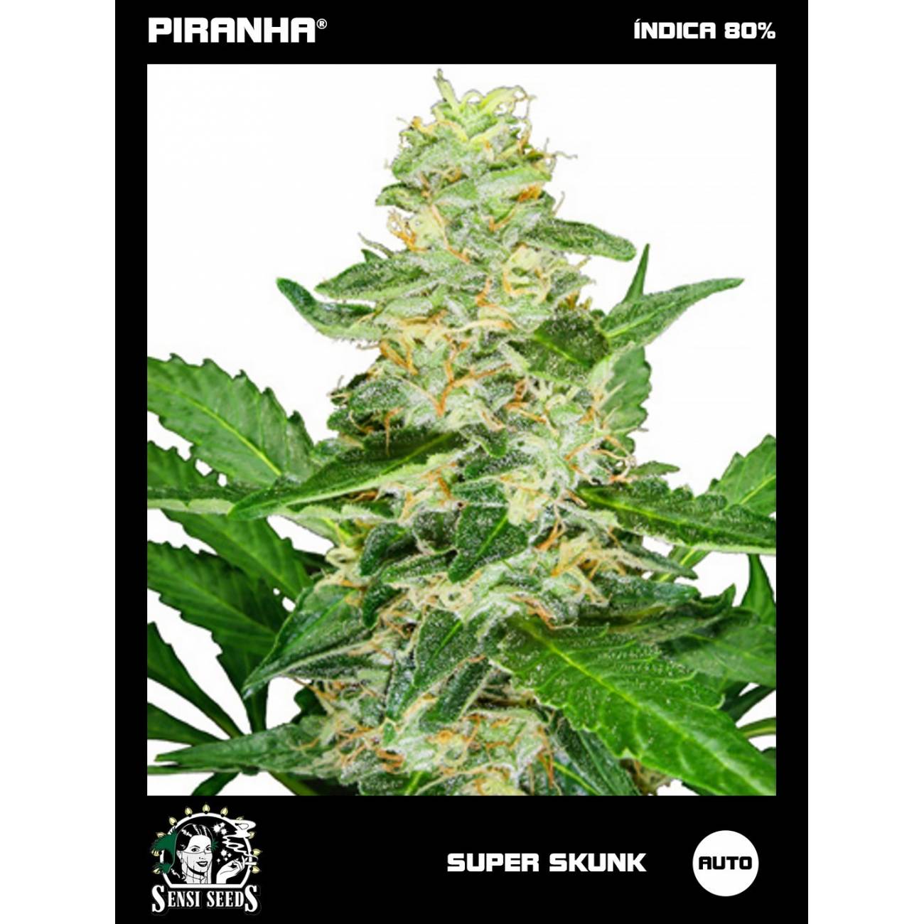 Super Skunk Auto (3u/10u)