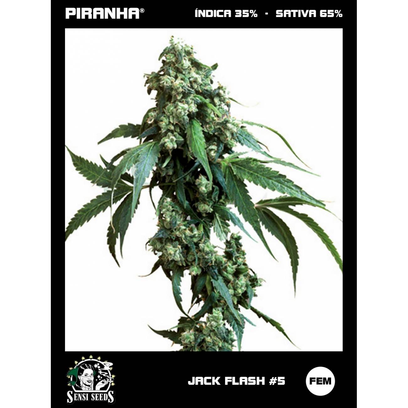 Jack Flash No5 (3u)
